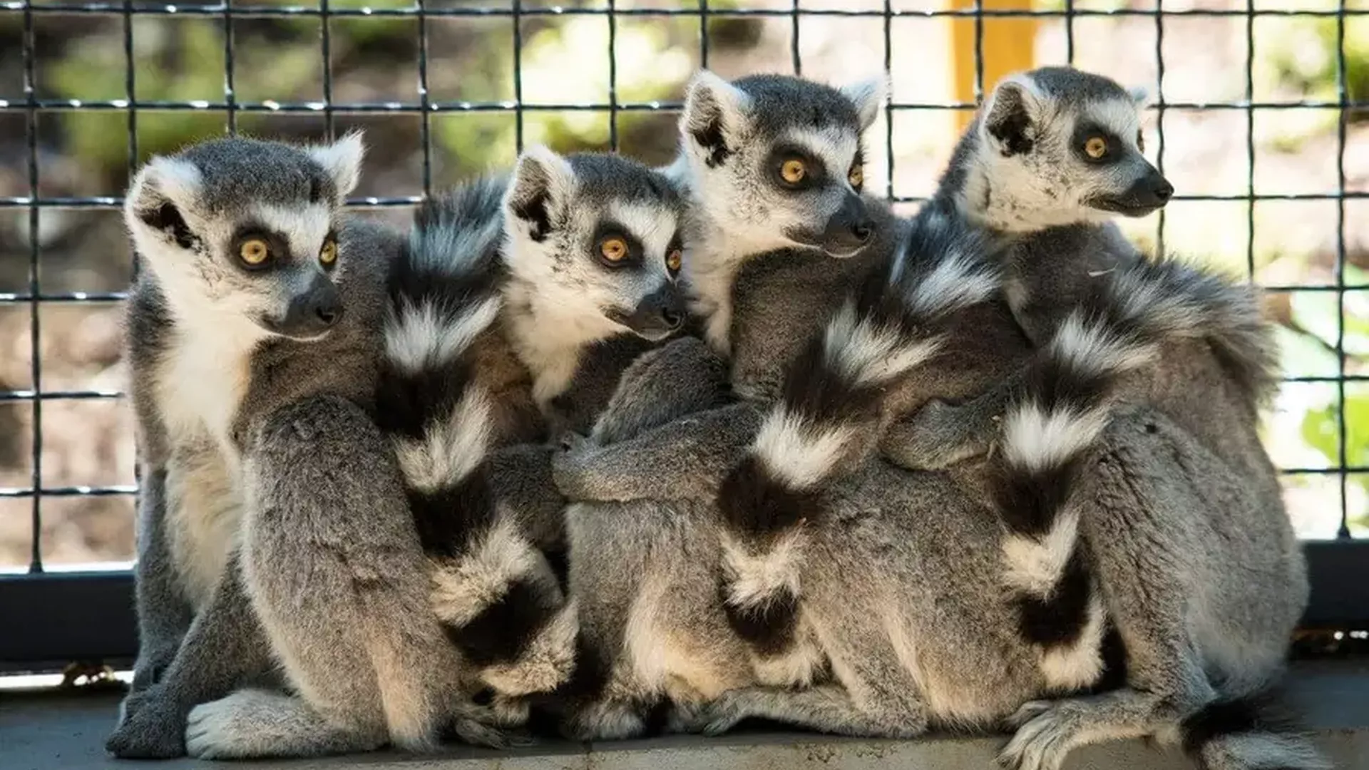 trip inroduction image