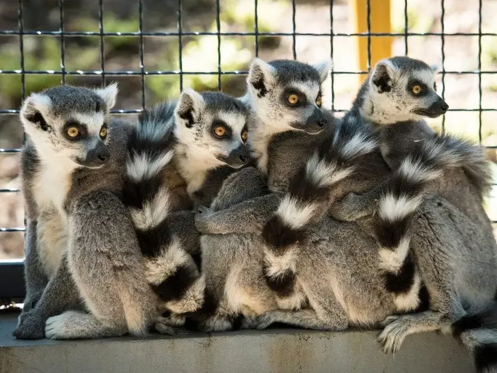 travel program image