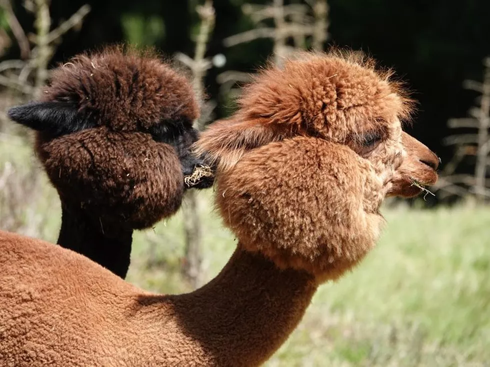 travel program image