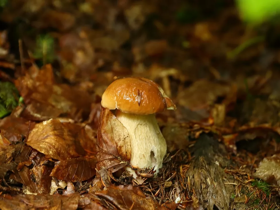 travel program image