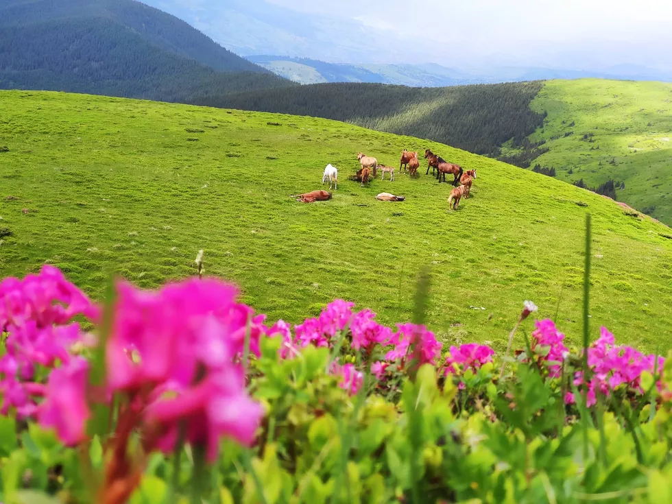 travel program image