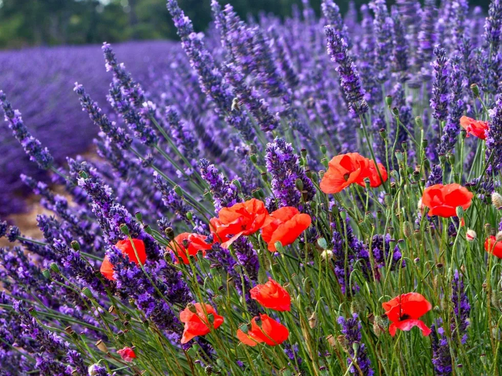 travel program image