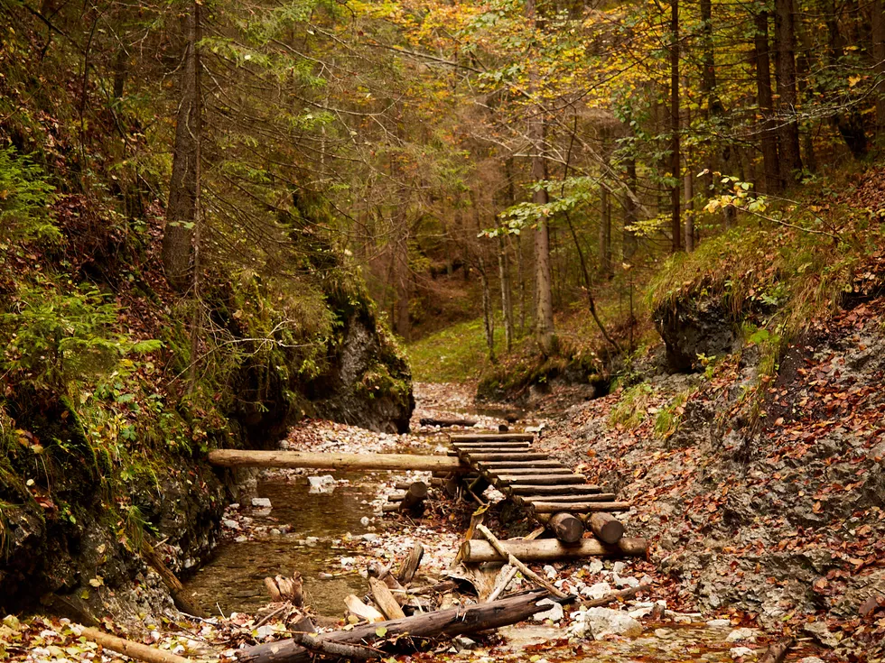 travel program image