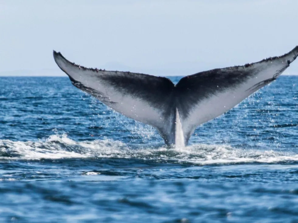 travel program image